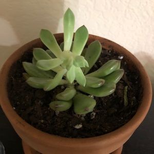 Meet your Posher, Sophia